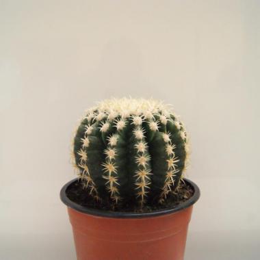 Echinocactus grusonii brevispinus